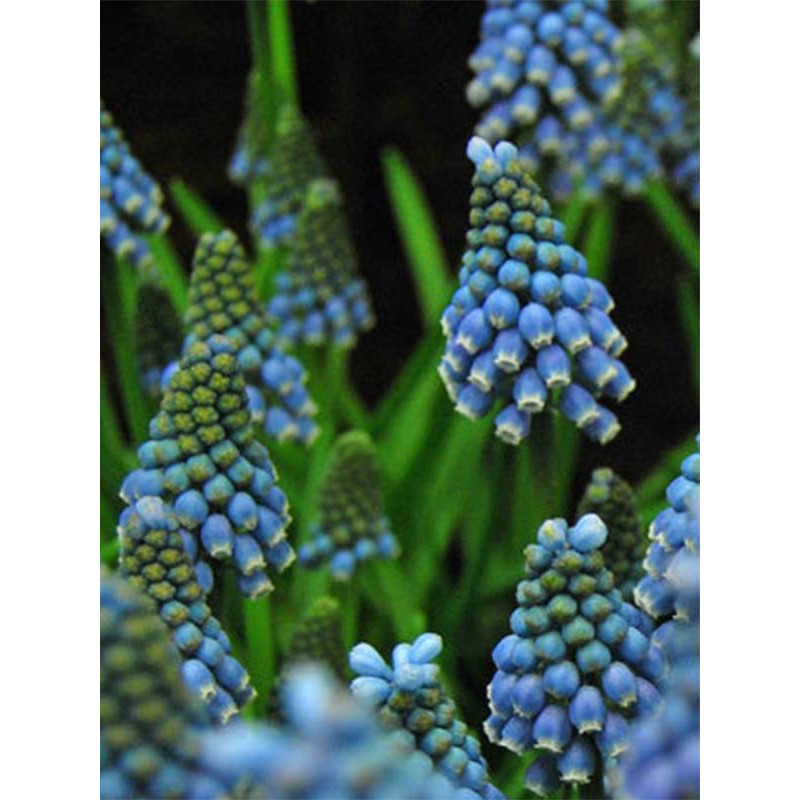 Мускарі Aucheri Blue Magic 6/7