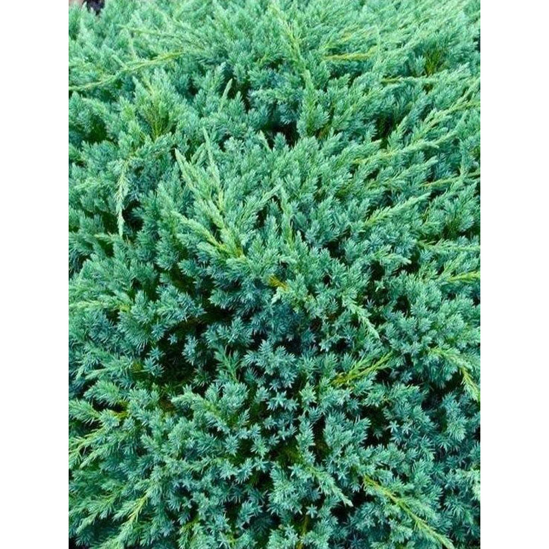 Ялівець лускатий Blue Carpet (СЗ)