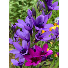 Бабіана Stricta Mixed 5/6