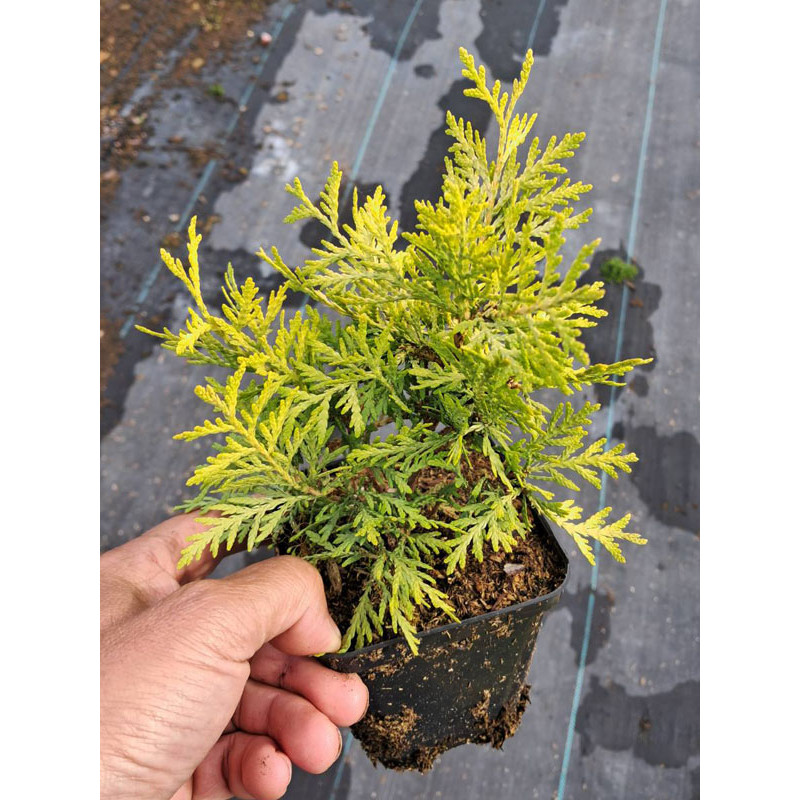 Туя західна Глобоза Ауреа (Globosa Aurea) P9