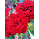 Роза Ред Каскад (Red Cascade) Почвопокровная