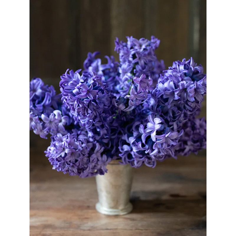 Гиацинт Delft Blue (Дельфт Блю)