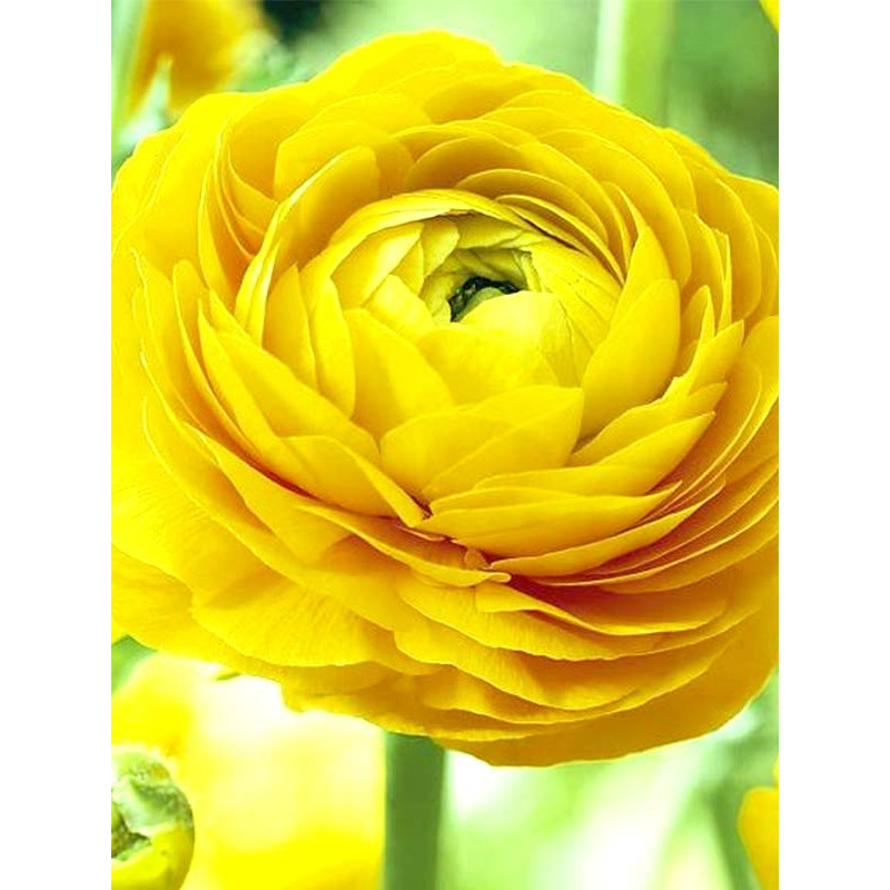 Лютик Yellow 6/7 (5 шт)