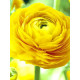 Лютик Yellow 6/7 (5 шт)