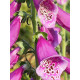 Дігіталіс Purpurea Virtuoso Rose