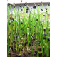 Насіння мікрозелені Цибуля мікс 5 г Professional TM GL Seeds