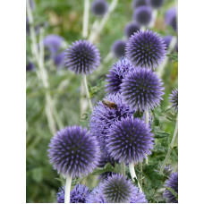 Головатень звичайний Платинум Блю (Platinum Blue)