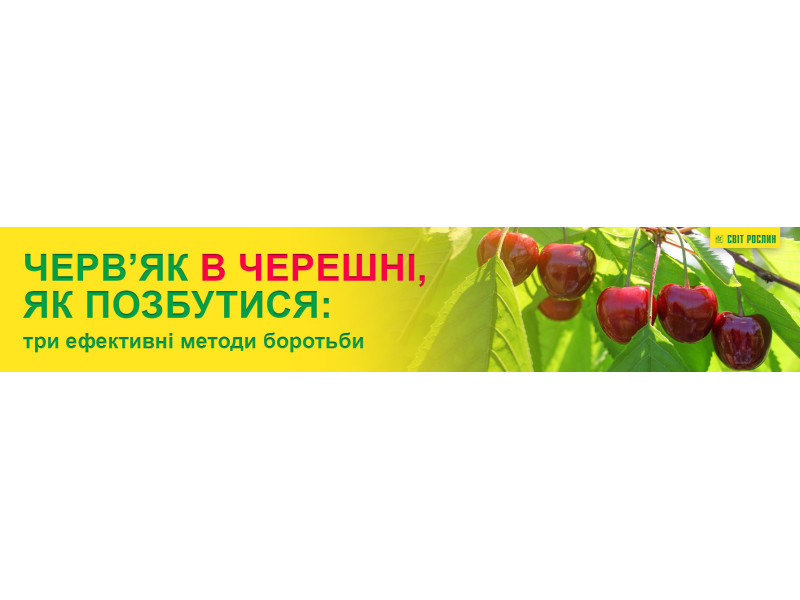 Черв’як в черешні, як позбутися: три ефективні методи боротьби