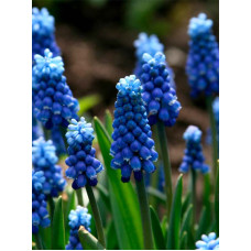 Мускарі Aucheri Blue Magic 6/7
