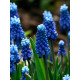 Мускарі Aucheri Blue Magic 6/7