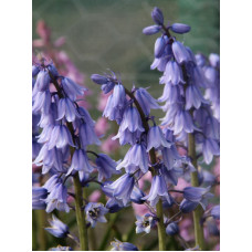 Гіацинтоідес Blauw 6/7