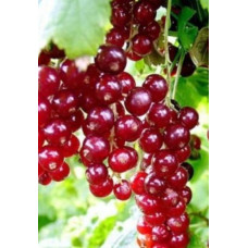 Саженец Поречки Виксне