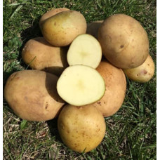 Картопля Саванна 1 кг (1 репродукція), фракція 40-60
