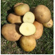 Картопля Саванна 1 кг (1 репродукція), фракція 40-60