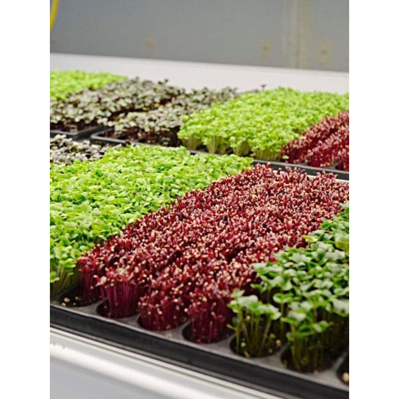 Семена микрозелени авторская смесь 10 г Professional GL Seeds