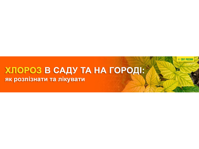 Хлороз в саду та на городі: як розпізнати та лікувати