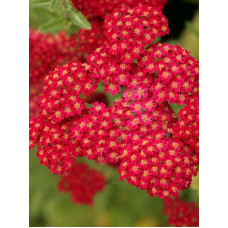 Ахілея (Деревій) Millefolium Red Velvet