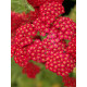 Ахиллея (Тысячелистник) Millefolium Red Velvet