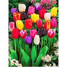 Тюльпан Tulipa Mix ботанічний