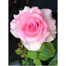 Троянда Pink Perfection Кордес