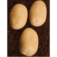 Картопля Саванна (2 репродукція), фракція 35-55 1 кг