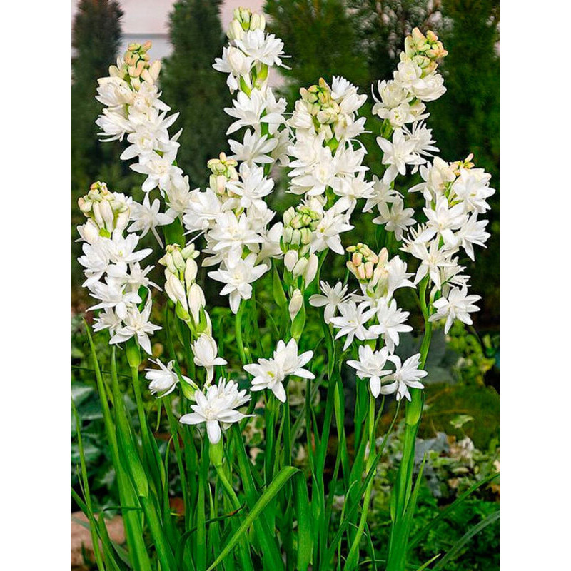 Тубероза (Поліантес) The Pearl 10/12