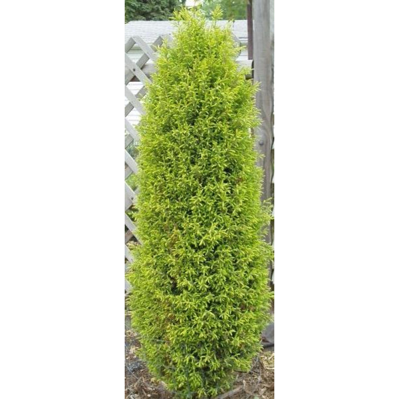 Можжевельник Gold Cone (С3 25 см)