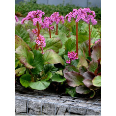 Бадан (Бергенія) Cordifolia