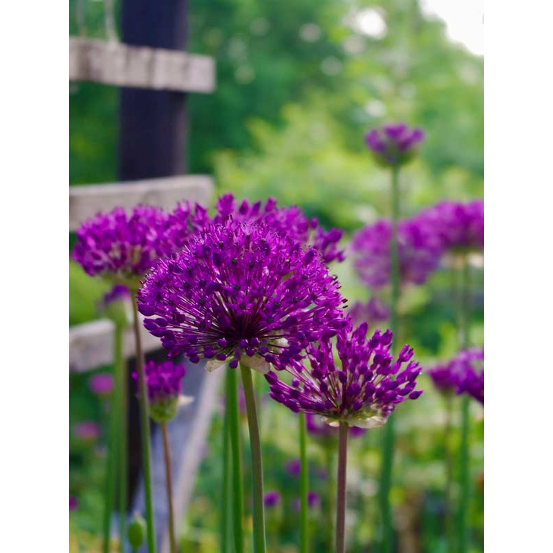 Алліум Purple Sensation