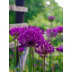 Алліум Purple Sensation
