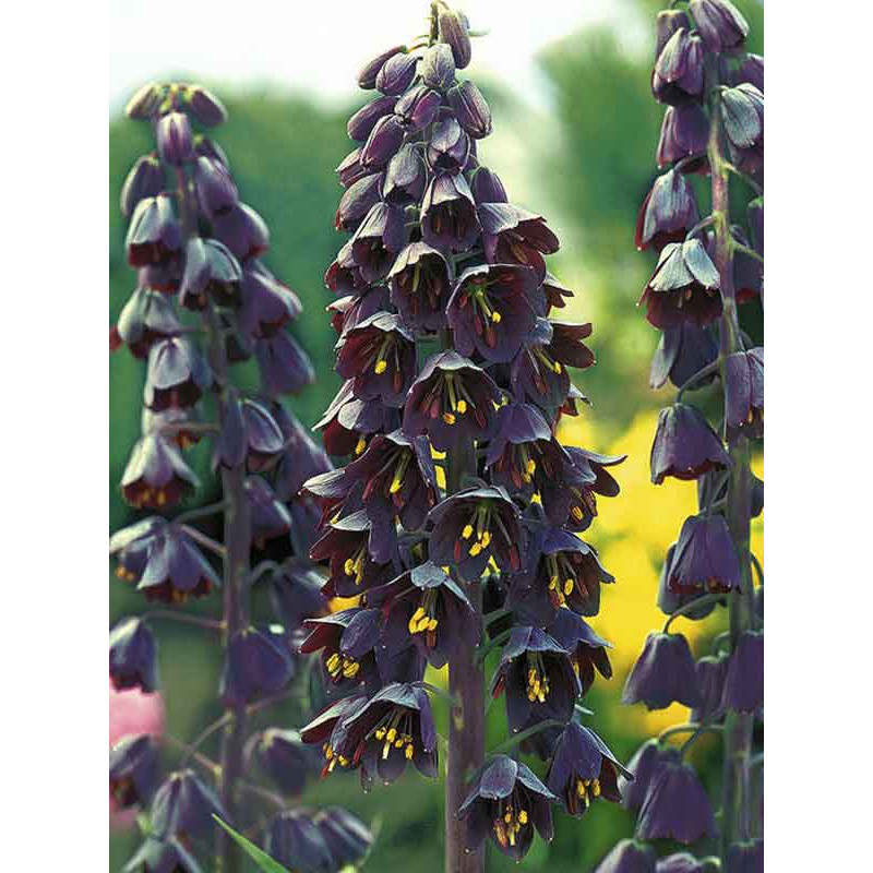 Фрітілларія Persica
