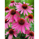 Эхинацея Purpurea Purple (Пурпурная Пурпл) (1 шт)
