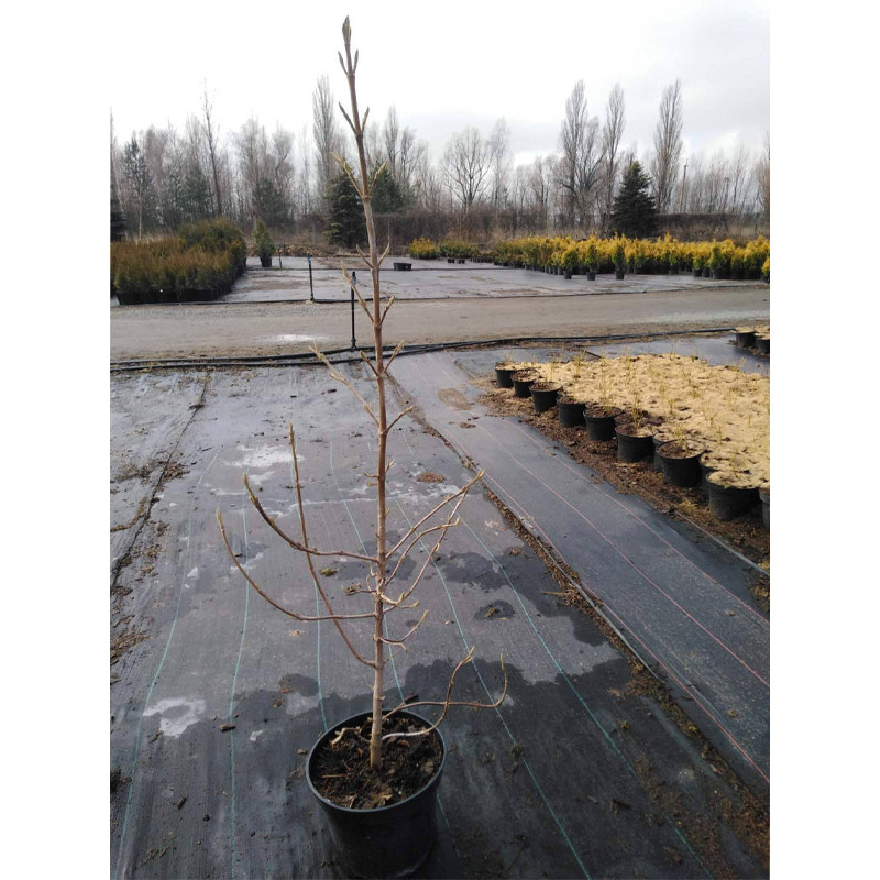 Калина гордовина С5