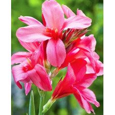 Канна Pink President (1 шт)