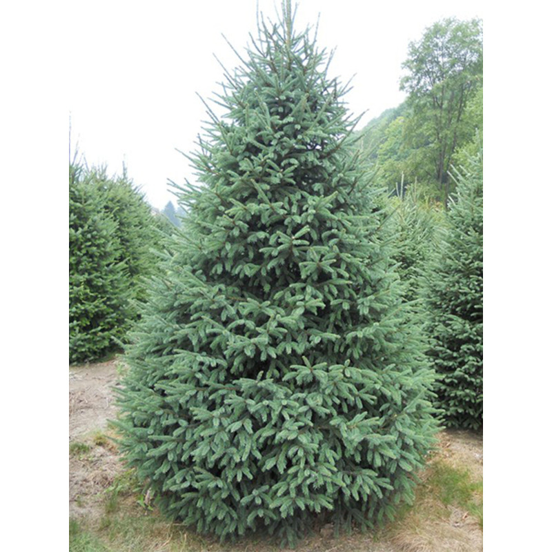 Ялина біла (Picea glauca) С7,5