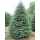 Ялина біла (Picea glauca) С7,5