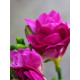 Фрезія Rose махрова 5+