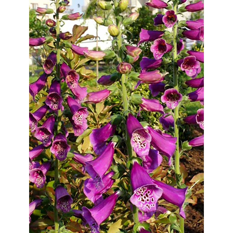 Дігіталіс Purpurea Virtuoso Rose