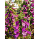 Дігіталіс Purpurea Virtuoso Rose