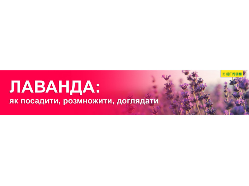 Лаванда: як посадити, розмножити, доглядати