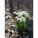 Пролісок (Галантус) 4/5 (5 шт)