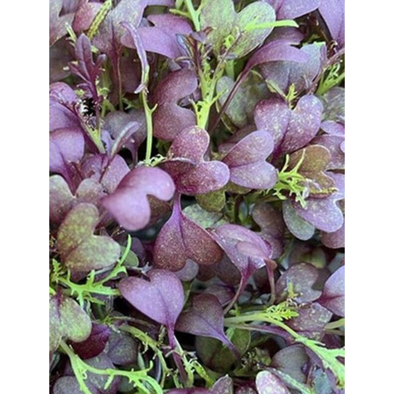Семена микрозелени микс Капуста и Мизуна 10 г Professional TM GL Seeds