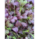 Семена микрозелени микс Капуста и Мизуна 10 г Professional TM GL Seeds
