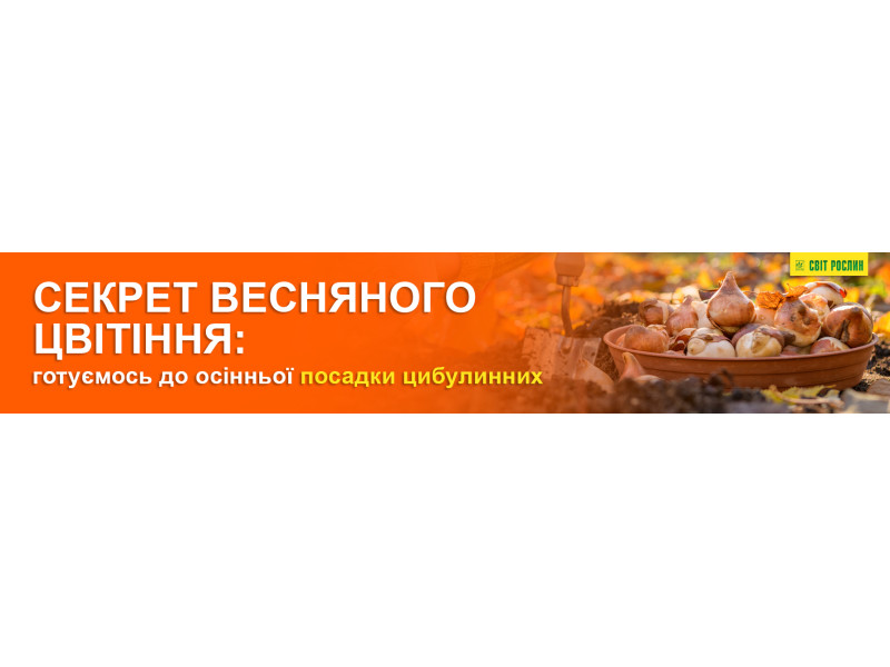 Секрет весняного цвітіння: готуємось до осінньої посадки цибулинних