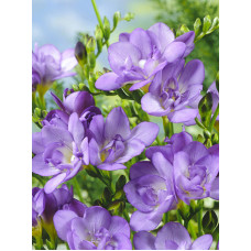 Фрезія Lavander махрова 5+