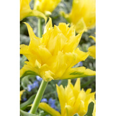 Тюльпан лілієвидний Yellow Spider