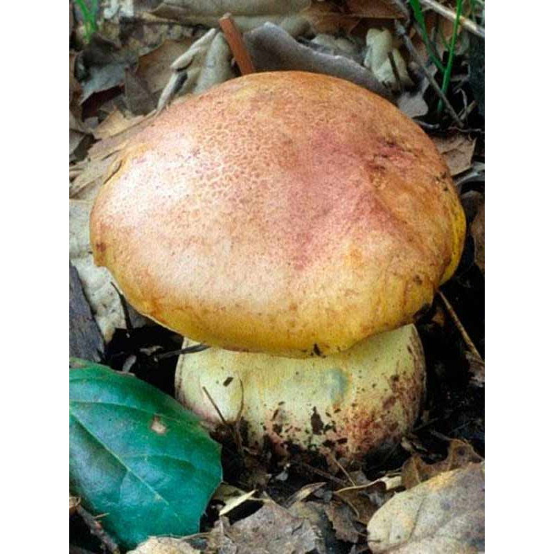 Міцелій Боровик вкорінений / Болет дівочий