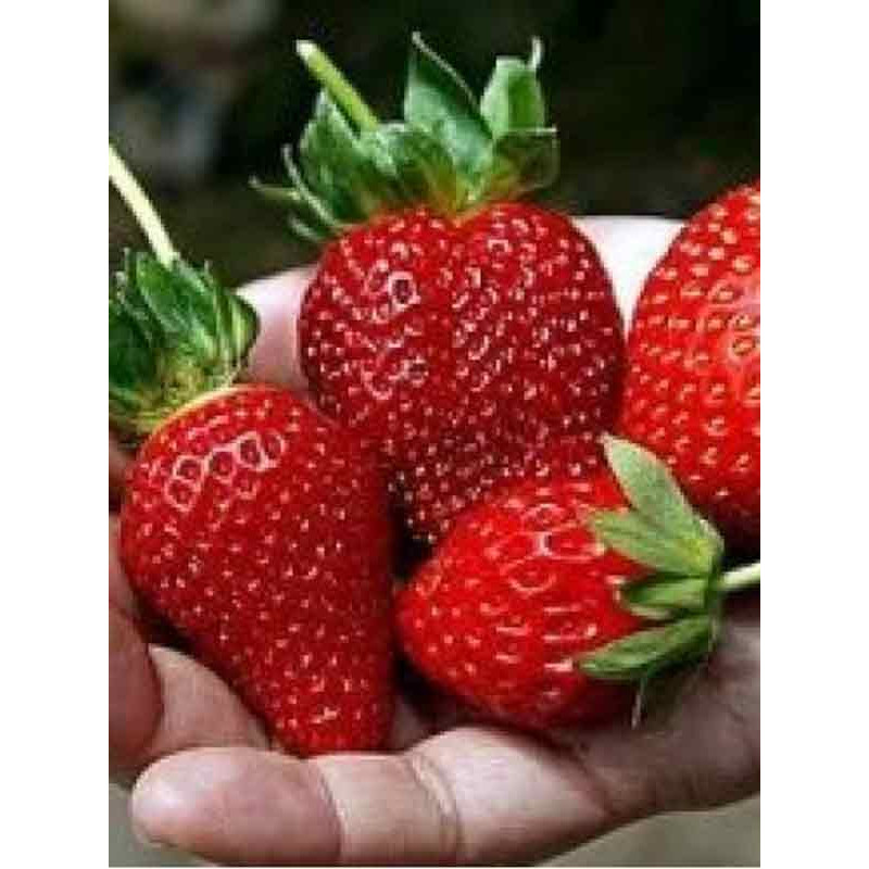 Клубника Свит Чарли (Sweet Charlie) 5 шт