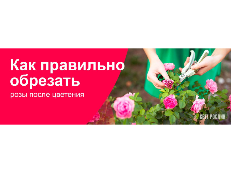 Як правильно обрізати троянди в саду