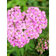 Ахиллея (Тысячелистник) Millefolium Lilac Beauty